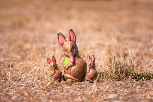 Bailey the Bilby new addition to the 2025 easter collation at the chocolateries.